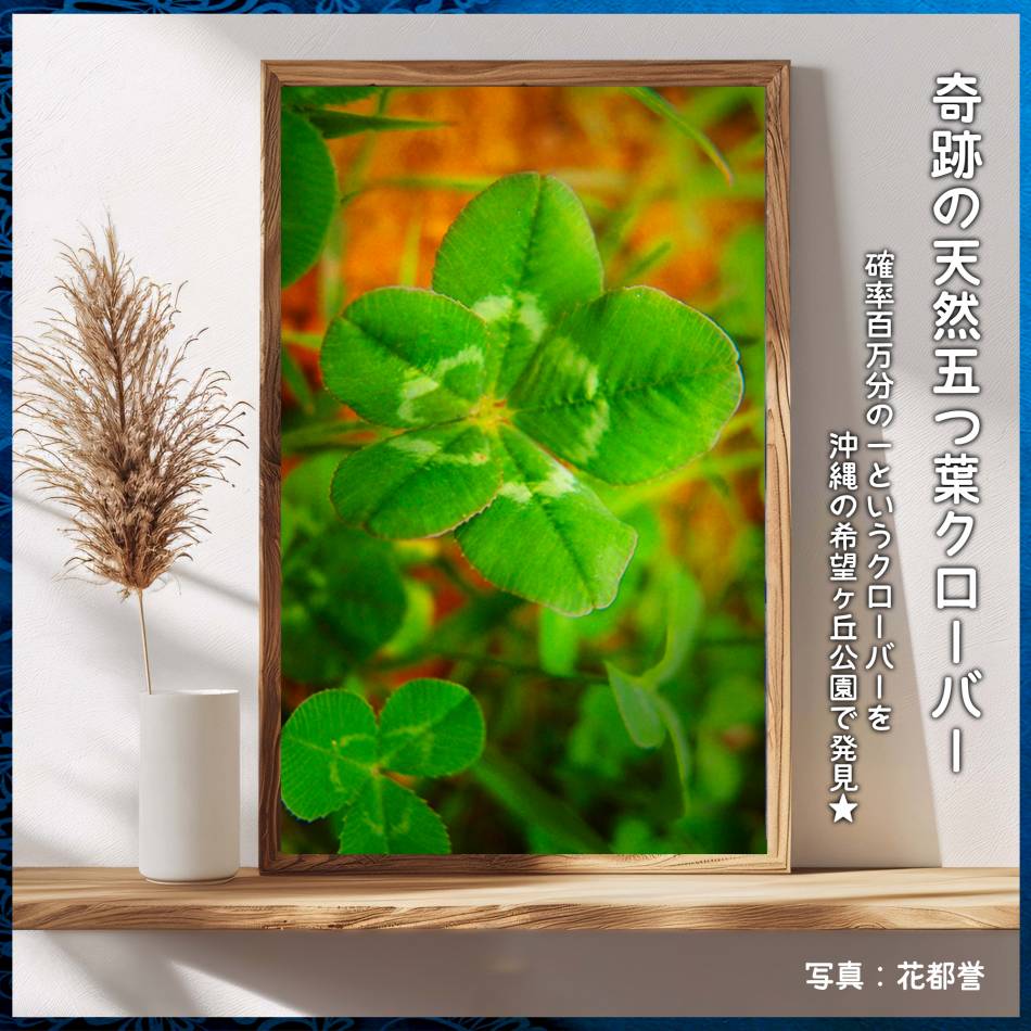 天然の五つ葉クローバー